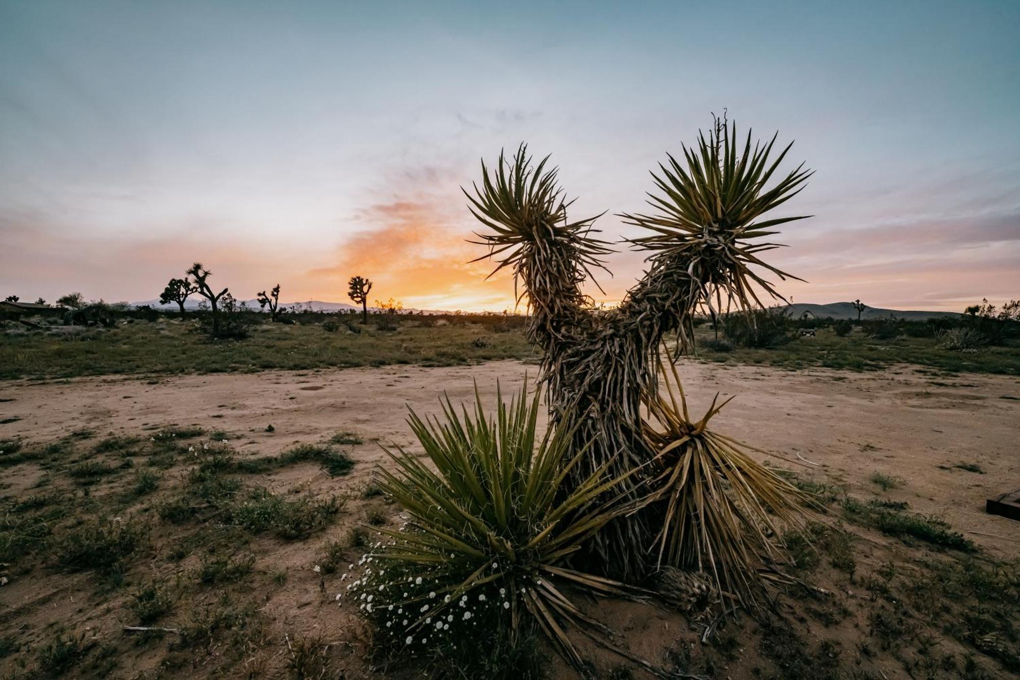 Вилла Coyote Tracks - A Modern Desert Experience Джошуа-Три Экстерьер фото